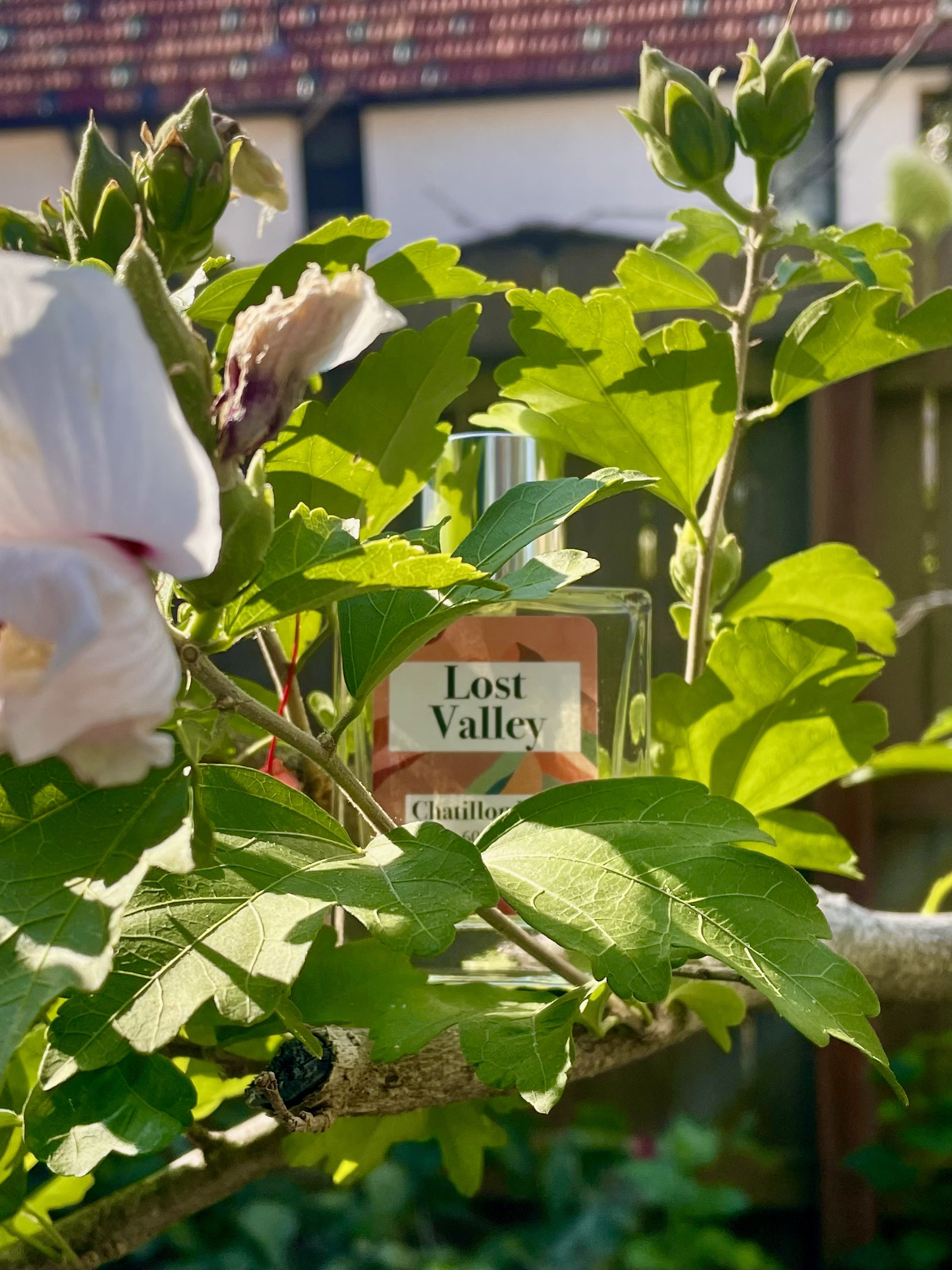 Scent Notes: Capturing Honeysuckle, the Carefree Summer Floral