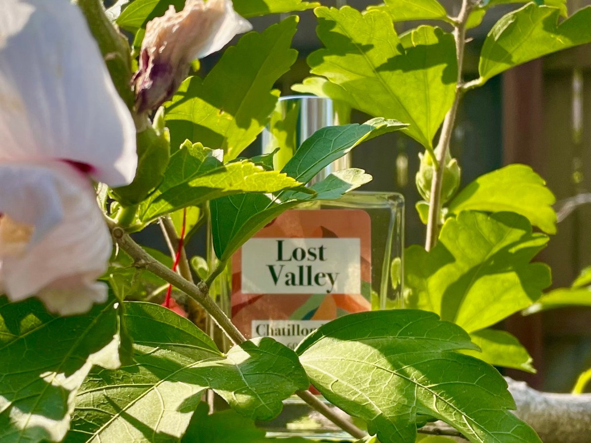 Scent Notes: Capturing Honeysuckle, the Carefree Summer&nbsp;Floral